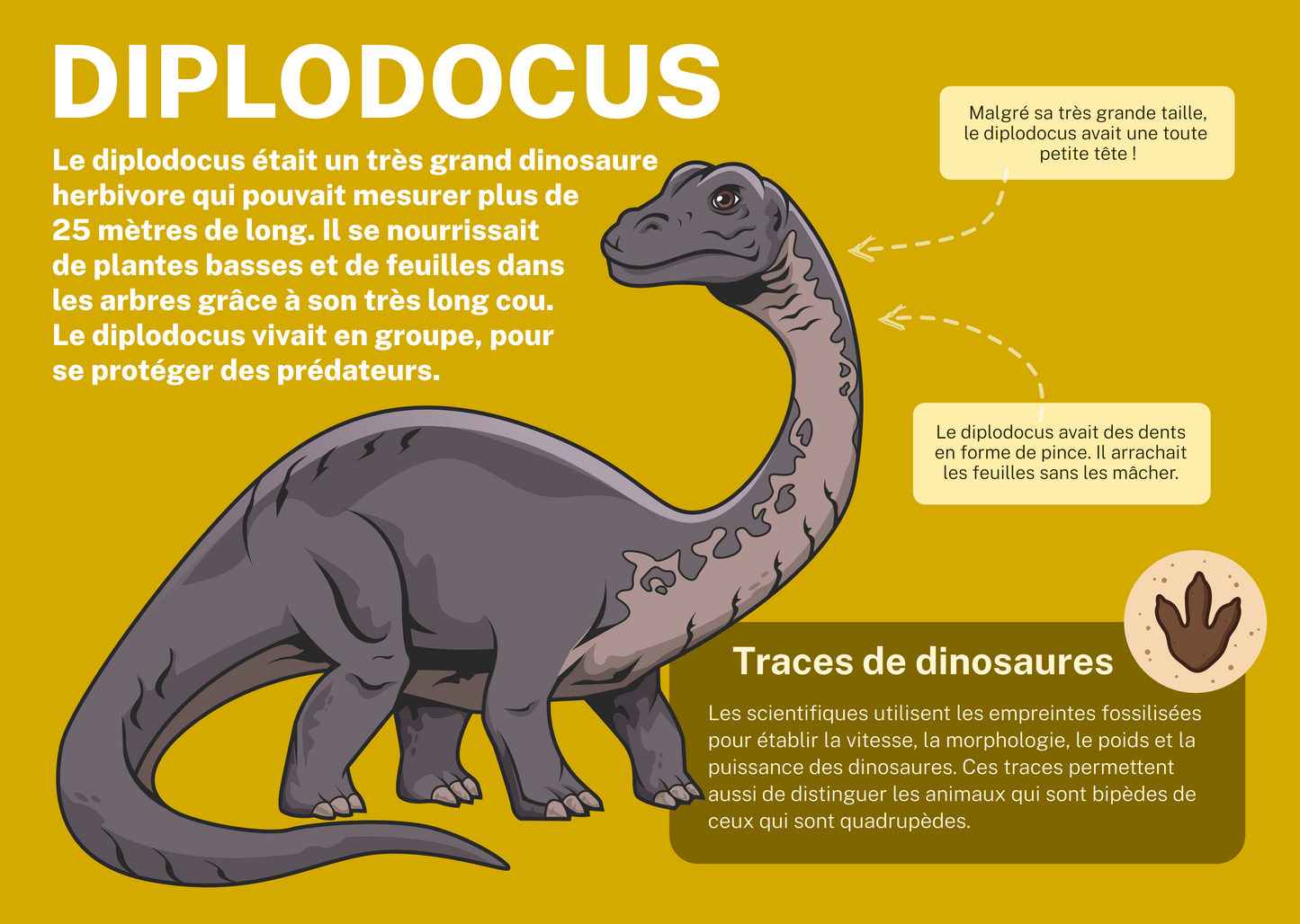 Diplodocus